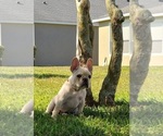 Small Photo #2 French Bulldog Puppy For Sale in ALAFAYA, FL, USA