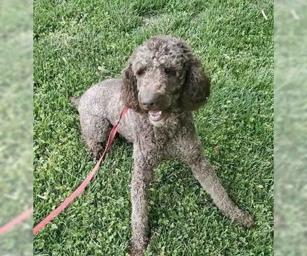 Medium Photo #3 Poodle (Standard) Puppy For Sale in Pacolet, SC, USA