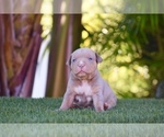 Puppy 1 American Bully