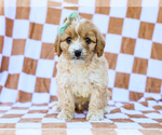Puppy Bert Cavapoo (Miniature)