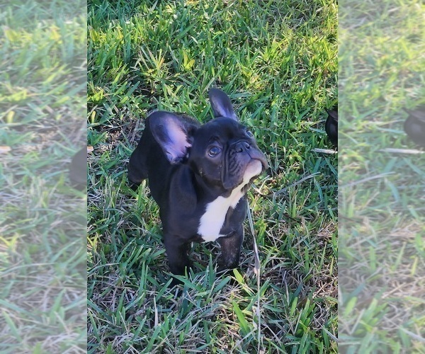 Medium Photo #3 French Bulldog Puppy For Sale in CAPE CORAL, FL, USA