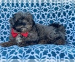 Small Photo #14 Shih-Poo Puppy For Sale in LAKELAND, FL, USA