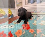 Light Blue - Male Labrador Retriever Puppy for Sale - Photo #2