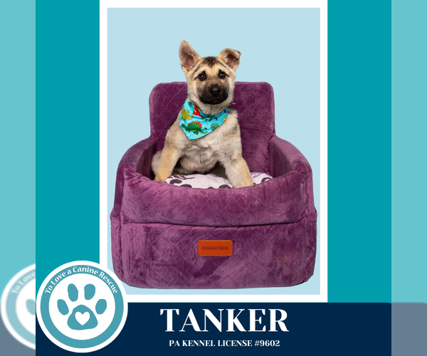 Medium Photo #10 Gerberian Shepsky Puppy For Sale in Kimberton, PA, USA