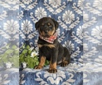 Small Photo #2 Rottweiler Puppy For Sale in CHRISTIANA, PA, USA