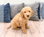 Small #4 Miniature Labradoodle