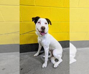 Border Collie-Unknown Mix Dogs for adoption in Forestville, MD, USA