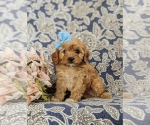 Cavapoo Puppy for sale in QUARRYVILLE, PA, USA