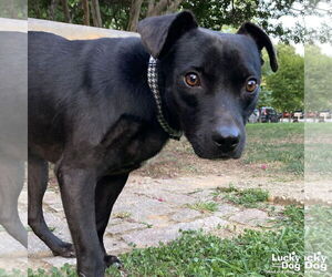 Labrador Retriever-Unknown Mix Dogs for adoption in Washington, DC, USA