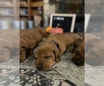 Small Photo #19 Rhodesian Ridgeback Puppy For Sale in BOISE, ID, USA