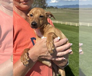Chihuahua-Unknown Mix Dogs for adoption in Polson, MT, USA