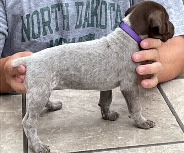 Medium Photo #1 German Shorthaired Pointer Puppy For Sale in TULSA, OK, USA