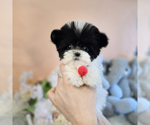 Maltipoo Puppy for sale in Seoul, Seoul, Korea, South