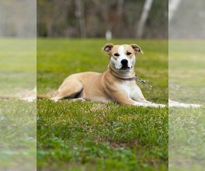 Medium American Pit Bull Terrier-Labrador Retriever Mix