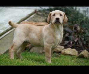 Labrador Retriever Puppy for sale in HAMILTON, NJ, USA