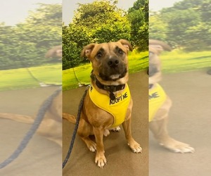 Labrador Retriever-Unknown Mix Dogs for adoption in Munford, TN, USA