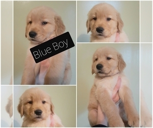 Golden Retriever Puppy for sale in SALISBURY, NC, USA