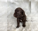 Small Photo #15 Aussiedoodle Puppy For Sale in UNIONVILLE, IA, USA