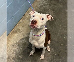 Mutt Dogs for adoption in Evansville, IN, USA