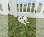 Small #11 Miniature Bernedoodle