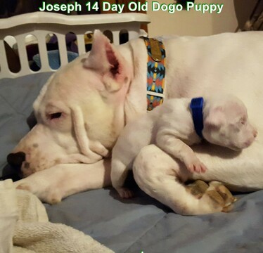 Medium Photo #41 Dogo Argentino Puppy For Sale in PINEVILLE, MO, USA