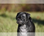 Small #4 Pug
