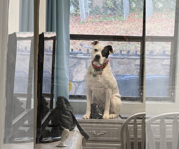 Medium Photo #5 American Bulldog Puppy For Sale in Atlanta, GA, USA