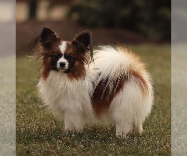 Medium Photo #1 Papillon Puppy For Sale in GORDONVILLE, PA, USA