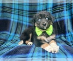 Small #3 Miniature Australian Shepherd