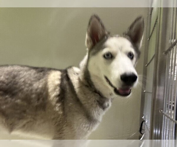 Medium Photo #1 Siberian Husky Puppy For Sale in Bakersfield, CA, USA