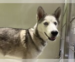 Small Siberian Husky