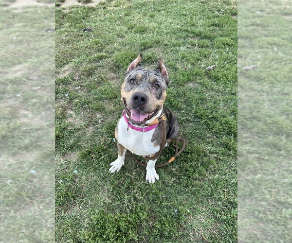 Medium Photo #2 Bullboxer Pit Puppy For Sale in Evansville, IN, USA