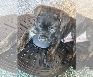 Cane Corso Puppy for sale in CHARLOTTE, MI, USA