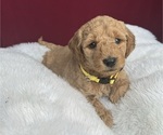 Puppy Yelloe Goldendoodle (Miniature)