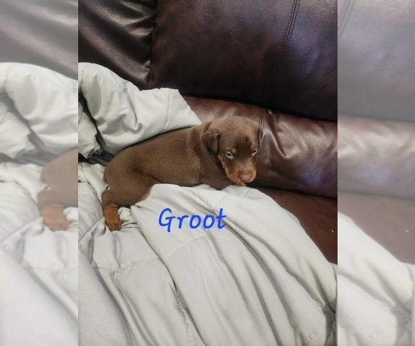 Medium Photo #5 Doberman Pinscher Puppy For Sale in SALLEY, SC, USA