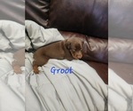 Small #4 Doberman Pinscher