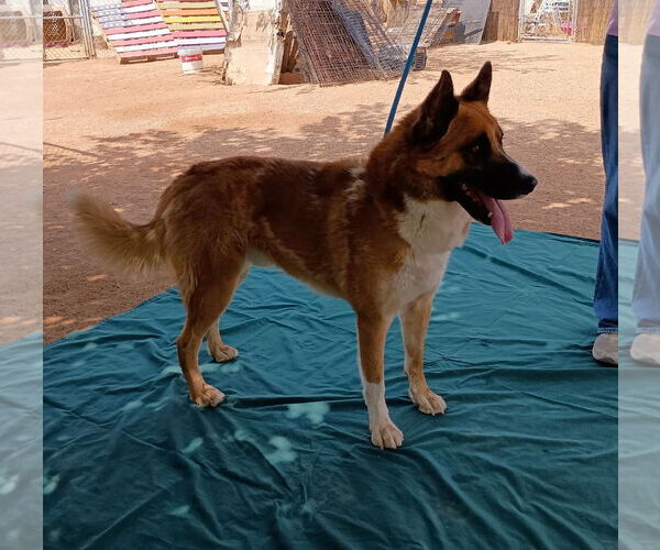Medium Photo #2 Siberian Husky Puppy For Sale in Apple Valley, CA, USA
