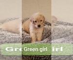Small Photo #1 Goldendoodle Puppy For Sale in SPRINGFIELD, MO, USA