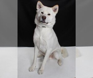 Akita Dogs for adoption in Burbank, CA, USA