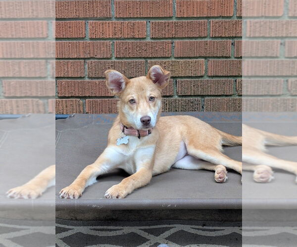 Medium Photo #3 Carolina Dog-Unknown Mix Puppy For Sale in Boston, MA, USA