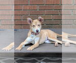 Small #2 Carolina Dog Mix