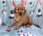 Small #1 Golden Retriever