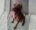 Small American Pit Bull Terrier