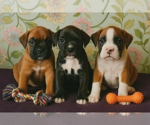 Boxer Litter for sale in TROUPSBURG, NY, USA