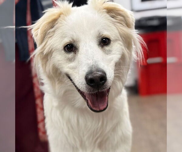 Medium Photo #3 Mutt Puppy For Sale in Canton, CT, USA