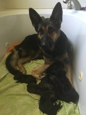 Mother of the German Shepherd Dog puppies born on 10/14/2017