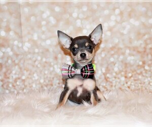 Chihuahua Puppy for Sale in CHARLESTON, Arkansas USA