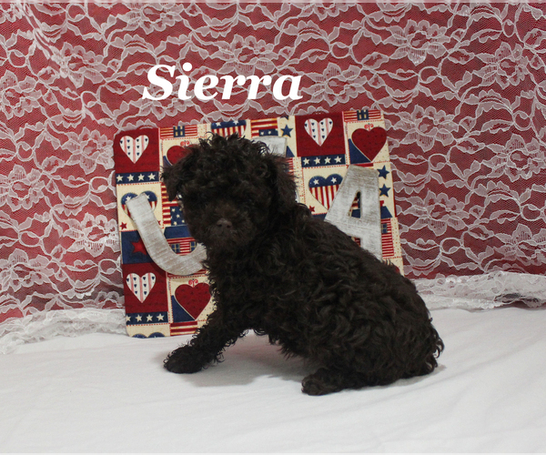 Medium Photo #12 Poodle (Toy) Puppy For Sale in CHANUTE, KS, USA