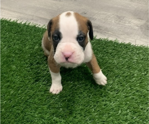 Medium Photo #3 Boxer Puppy For Sale in AZUSA, CA, USA