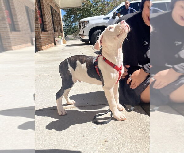 Medium Photo #5 Mutt Puppy For Sale in Candler, NC, USA